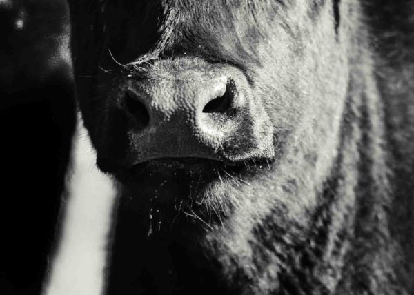 kathryn-dunlap-photography-cow-1
