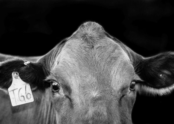 kathryn-dunlap-photography-cow