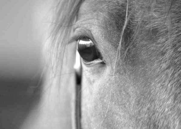 kathryn-dunlap-photography-horse-1